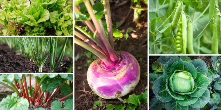 Top Shade Vegetables