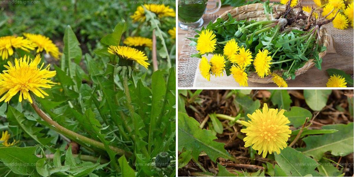 Top Ways Dandelions Support Your Soil and Health