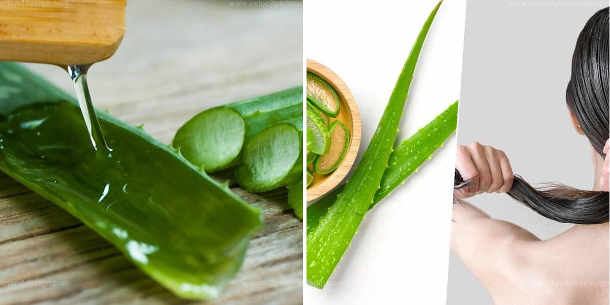 Best Aloe Vera Benefits For Hair Growth