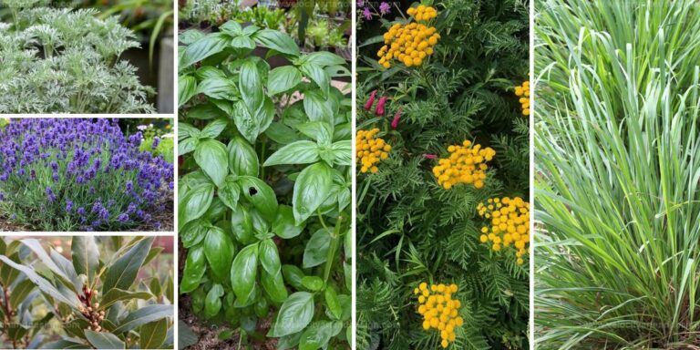 Best Aromatic Plants to Repel Flies and Freshen Air