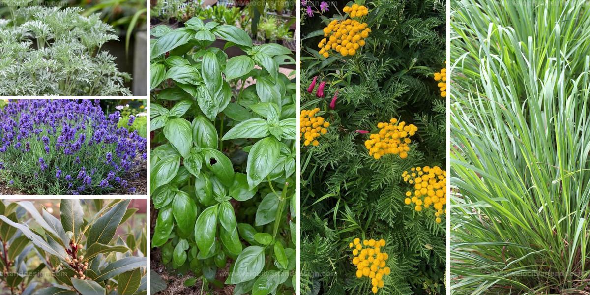 Best Aromatic Plants to Repel Flies and Freshen Air