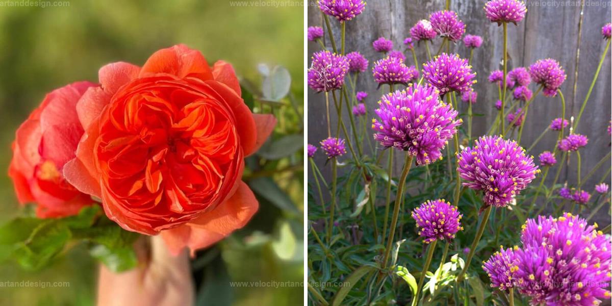 Top Flowers Resembling Fireworks