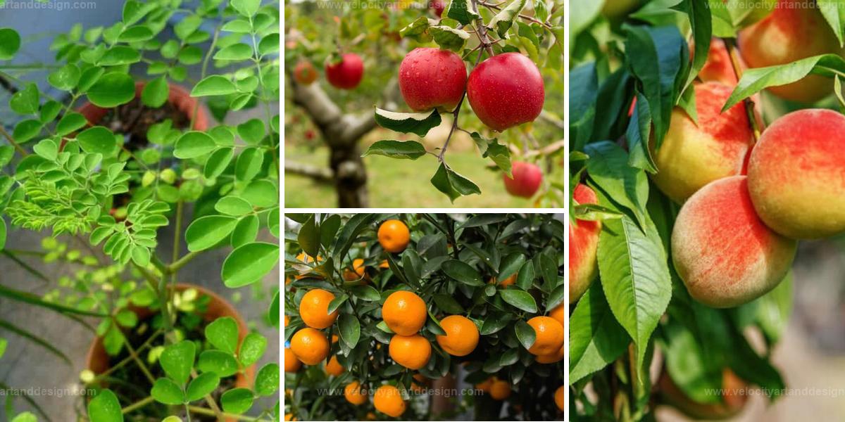 Best Fast-Growing Fruit Trees