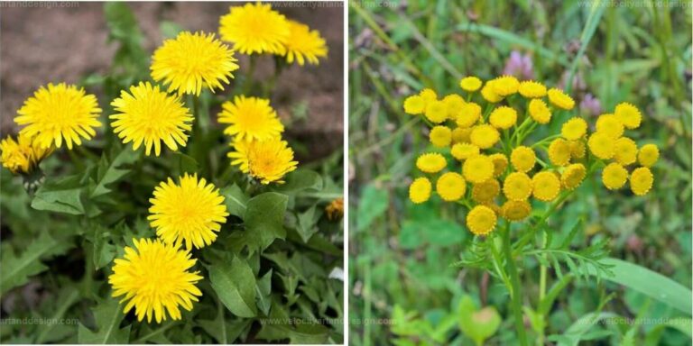 Best Drought-Resistant Herbs for Dry Gardens