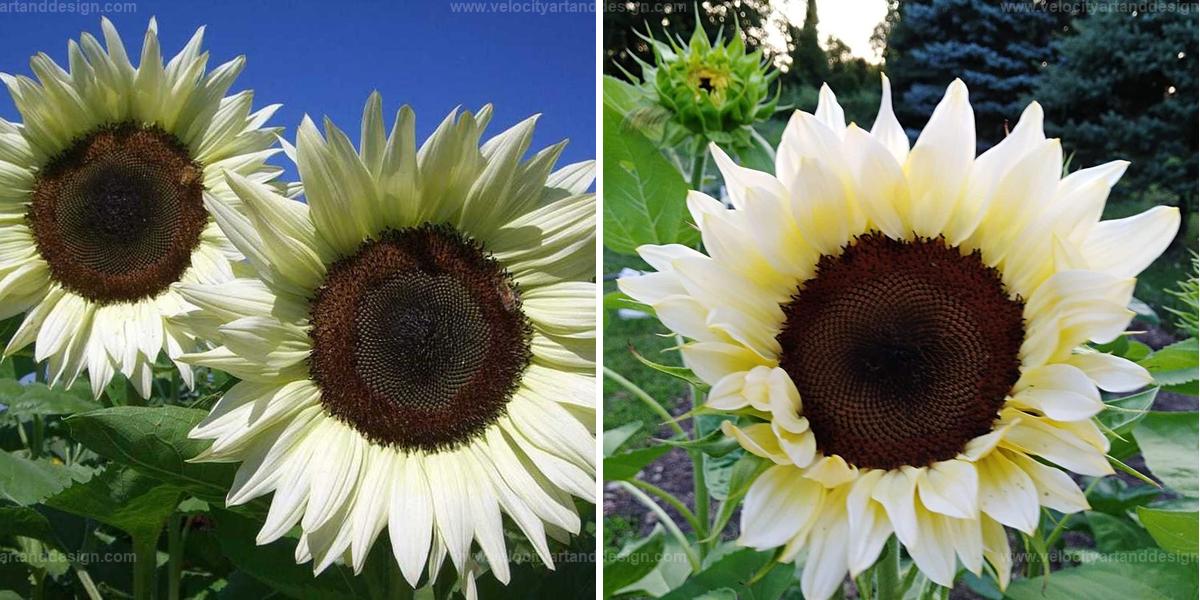 Top Guide to Growing White Sunflowers