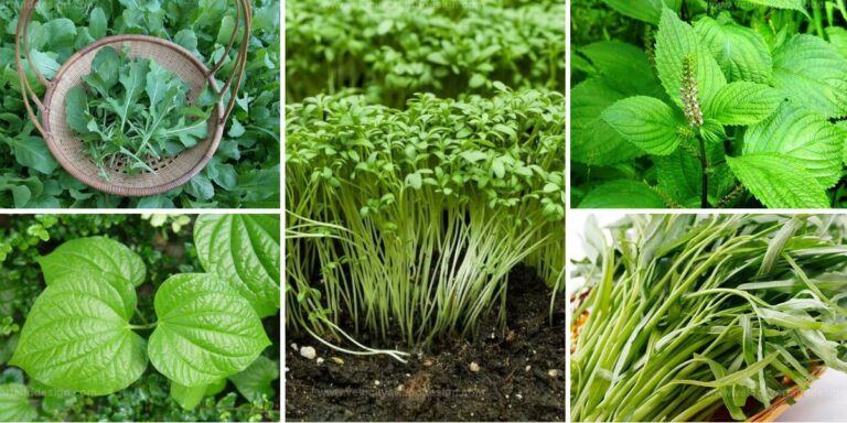 Best Fast-Growing Leafy Greens