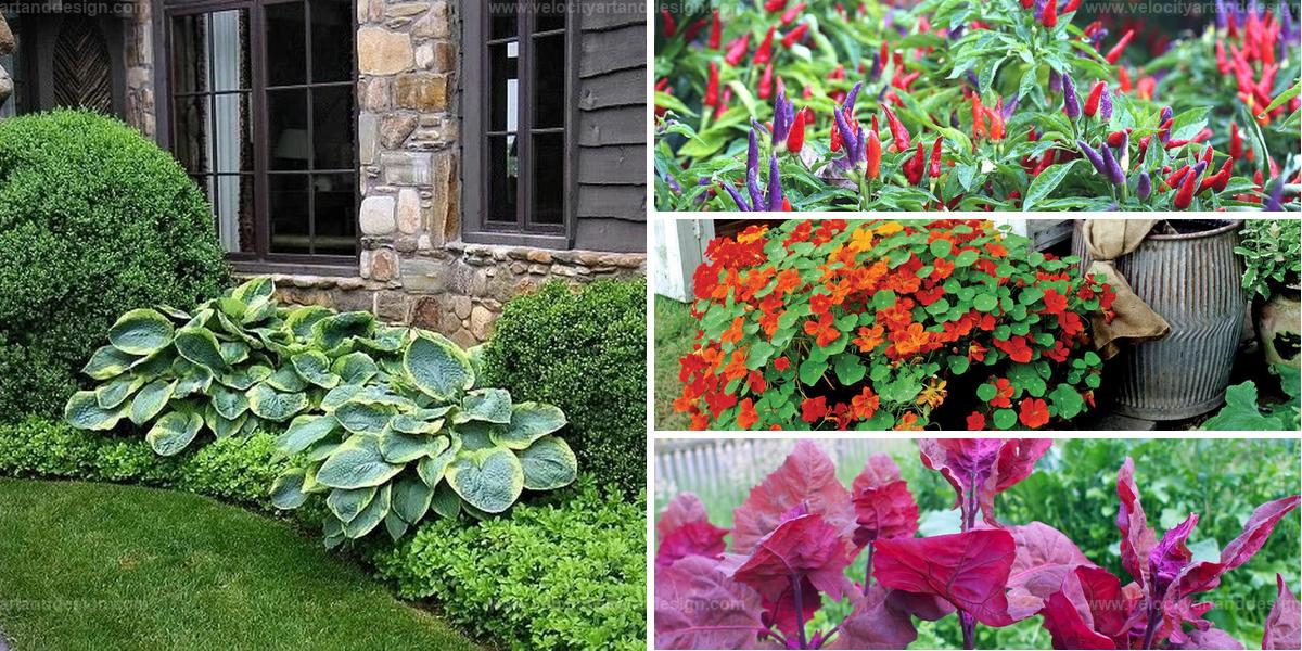 Best Edible Plants for Yard