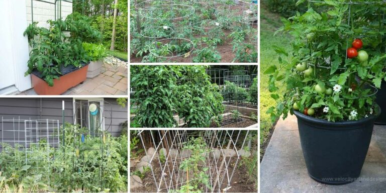 Top DIY Tomato Cage Designs