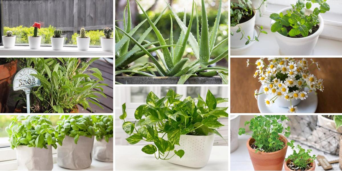 Best Lucky Houseplants & Herbs