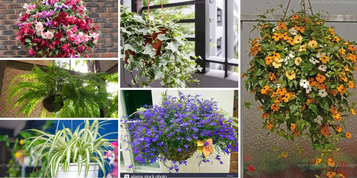 Top Hanging Plant Ideas