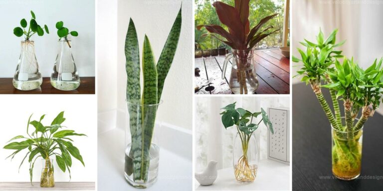 Top Vase Houseplants