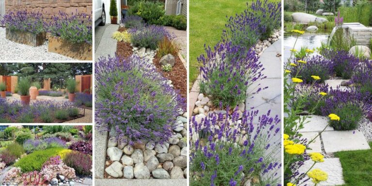 Best Lavender Landscaping Ideas to Make Your Garden Stand Out