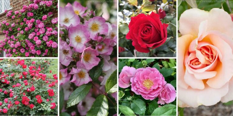 Best Easy-to-Grow Roses