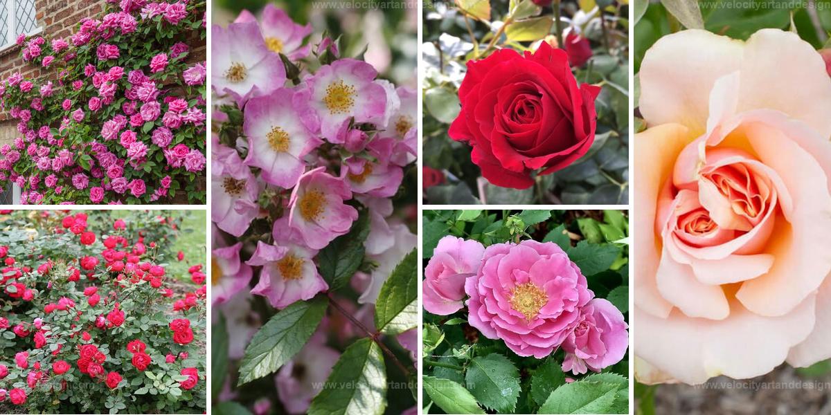 Best Easy-to-Grow Roses