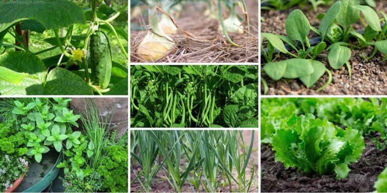 Best Companion Plants for Growing with Arugula