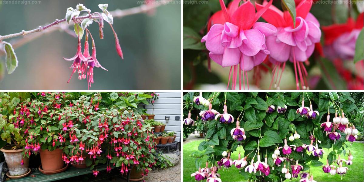 Best Guide For Growing Fuchsia