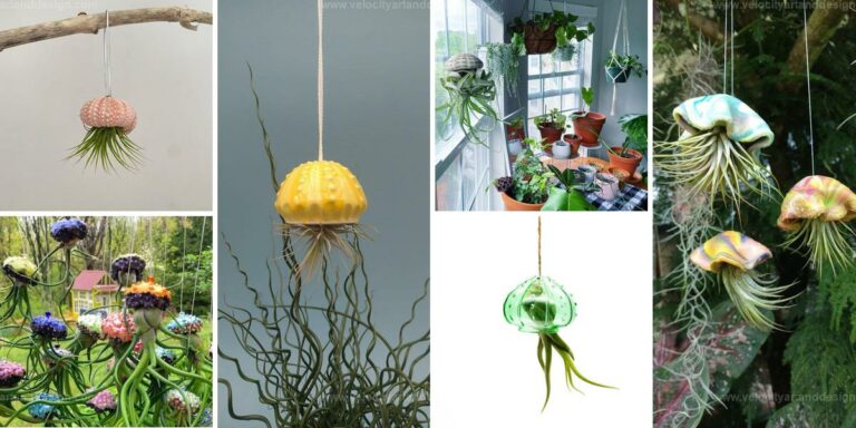 Top Air Plants for Home Decor