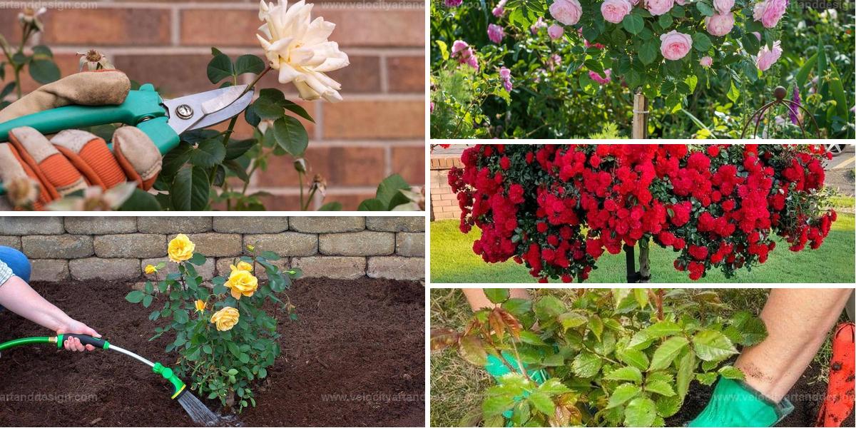 Best Tips for Long-Lasting Rose Trees