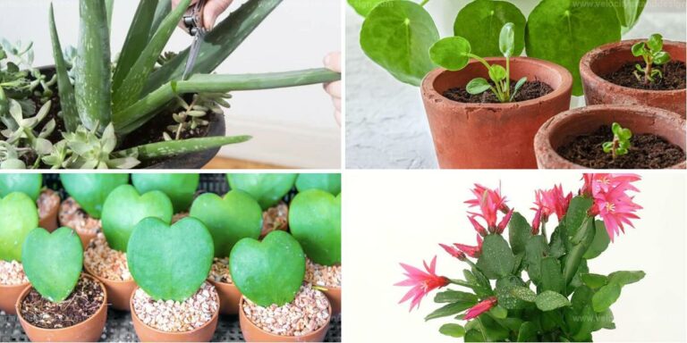 Best Indoor Plants to Propagate from a Leaf