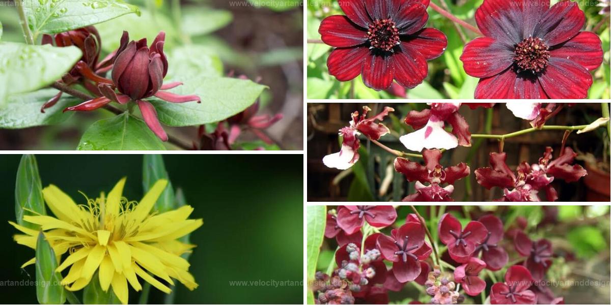 Top Chocolate-Scented Flowers