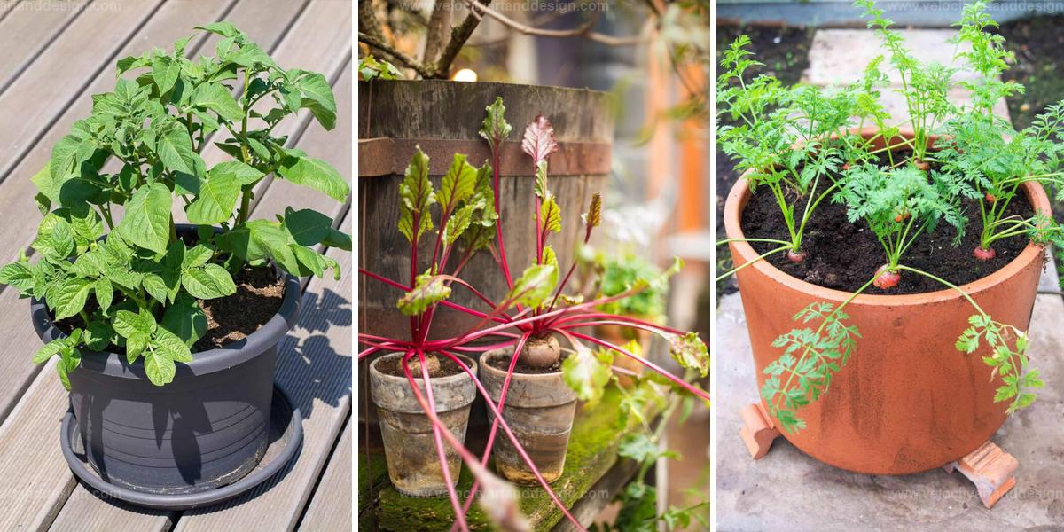 Best Edible Plants For Containers