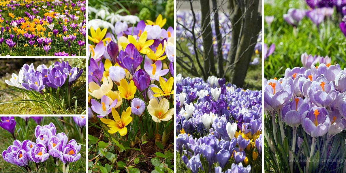 Best Crocus Cultivation Tips