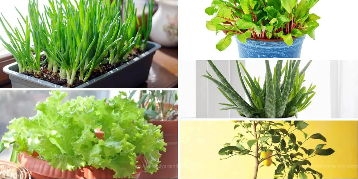 Top Kitchen Scraps For Indoor Plants