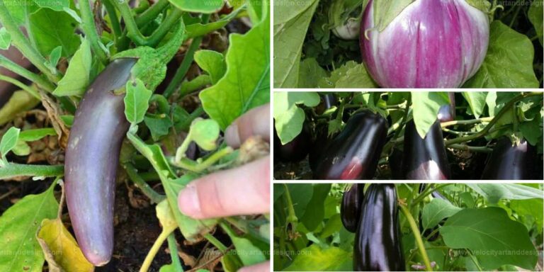 Best Types of Eggplants for a Bountiful Garden