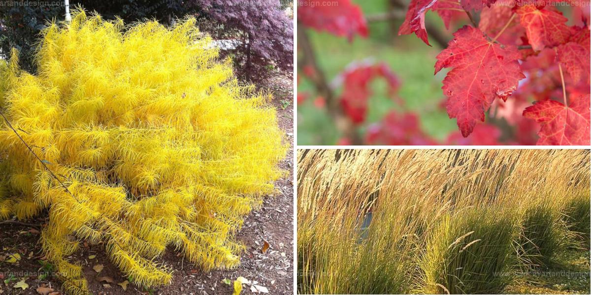 Best Fall Plants for Stunning Garden Colors