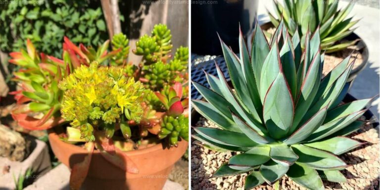 Top Vibrant Succulents for Gardens