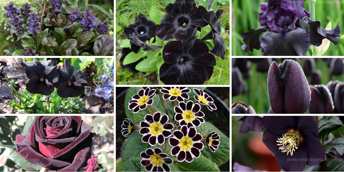 Best Black Perennial Flowers