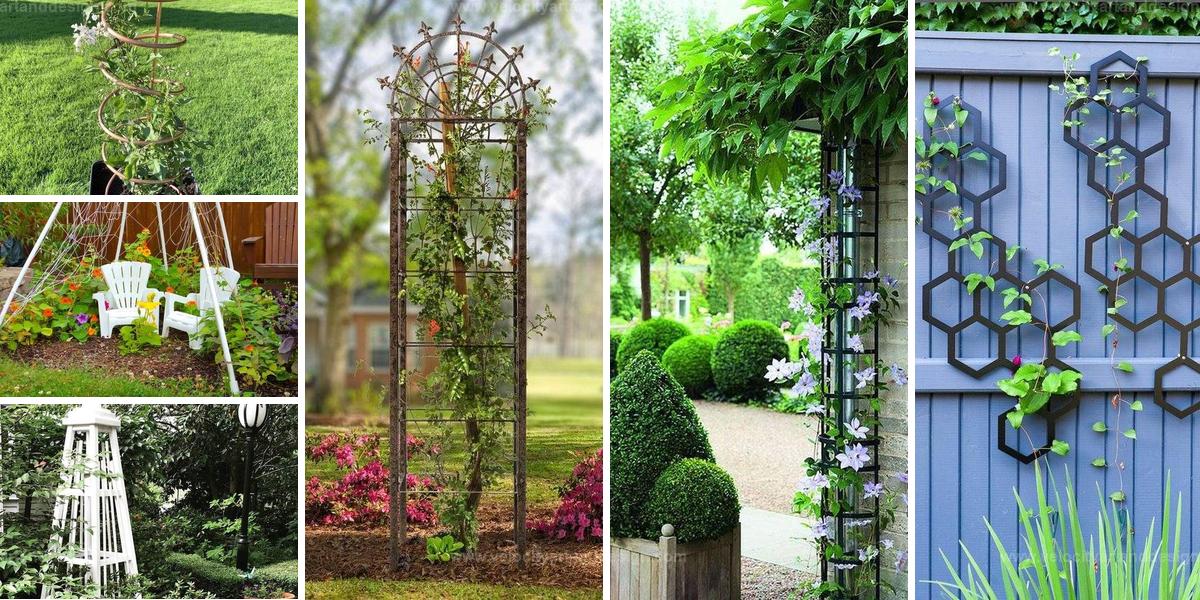 Top Trellis Ideas