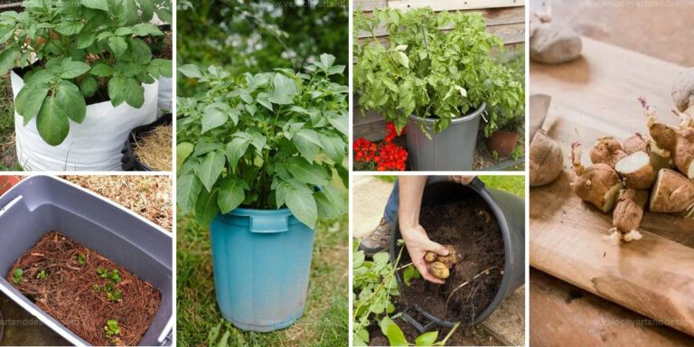 Top Potato Harvesting Steps