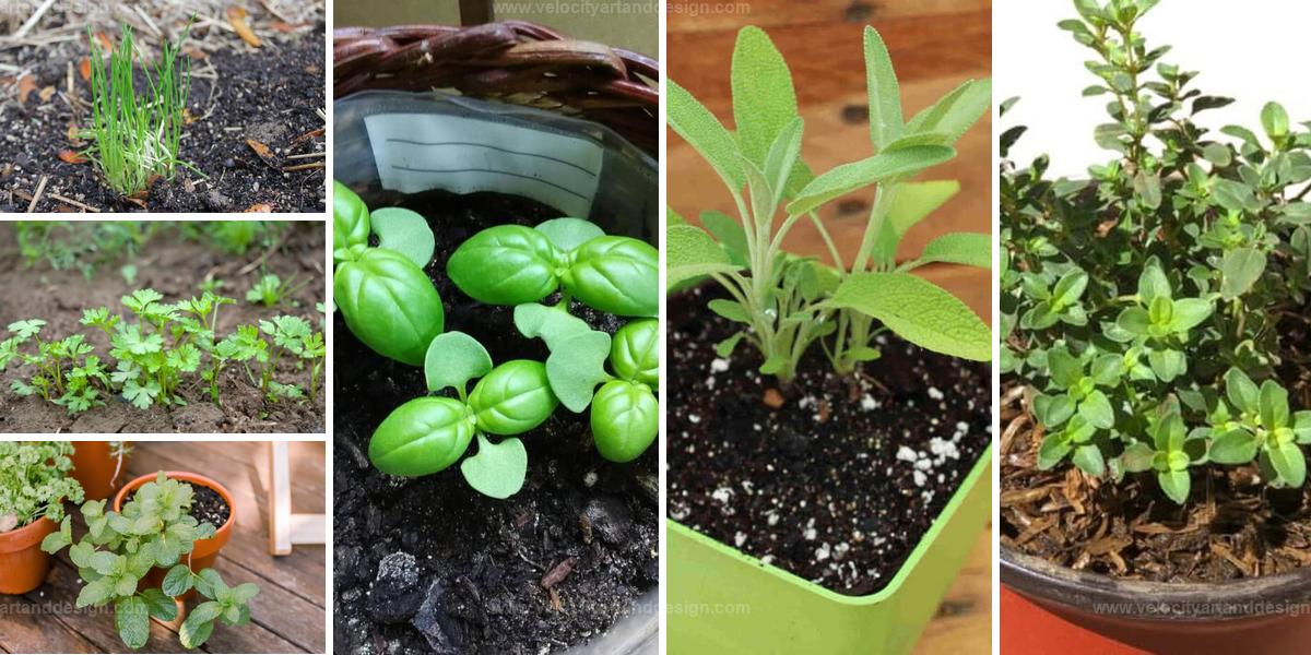 Best Herb Seeds For January and February