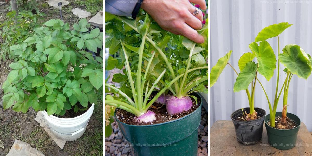 Best Root Vegetables For Containers