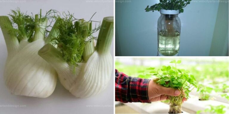 Best Herbs to Grow Year-Round in Water