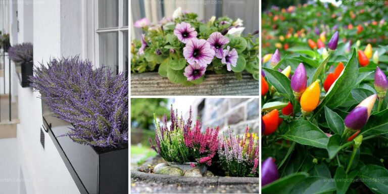 Best Plants For Flower Boxes