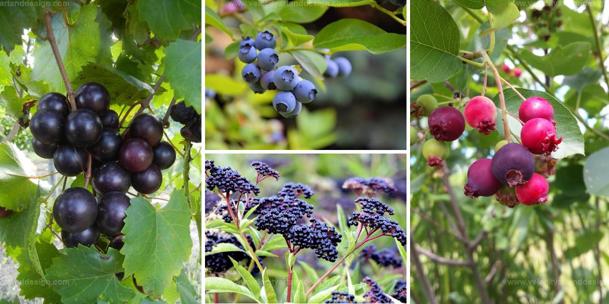 Best Fruit Trees & Berries for Shade