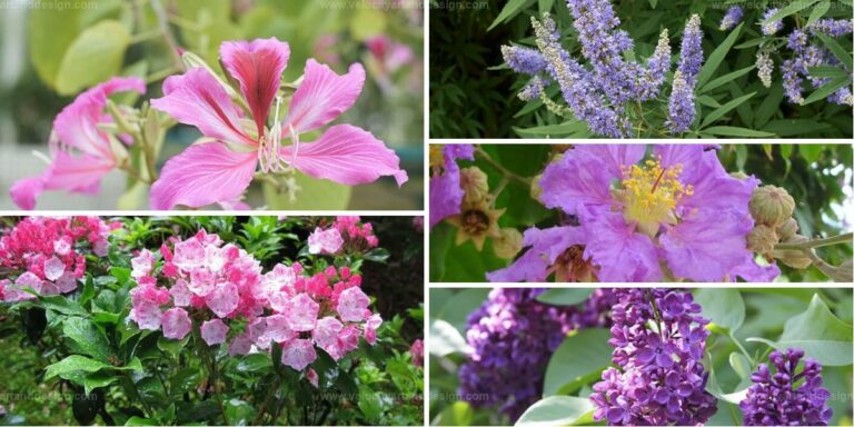 Top Purple Flowering Trees