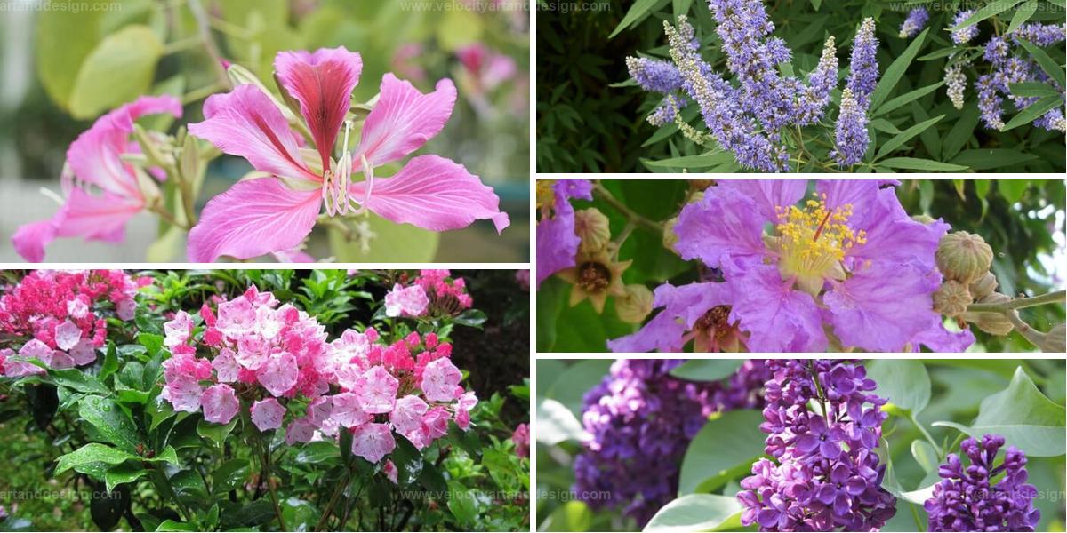 Top Purple Flowering Trees