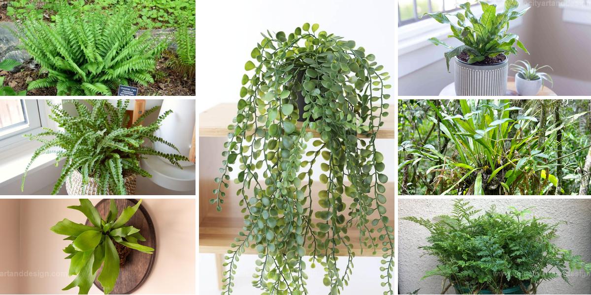 Best Indoor Fern Types