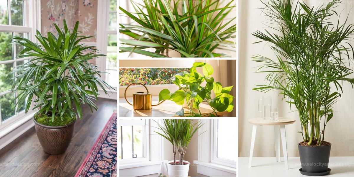 Top Oxygen-Generating Houseplants