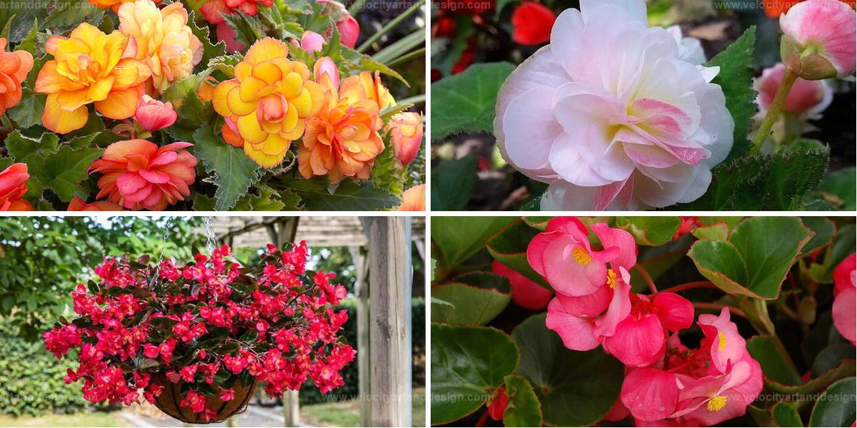 Best Begonia Varieties