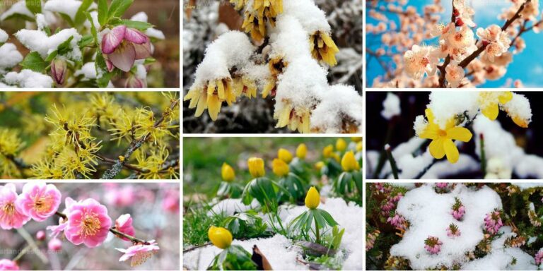 Best Winter Blooming Plants for Garden Color