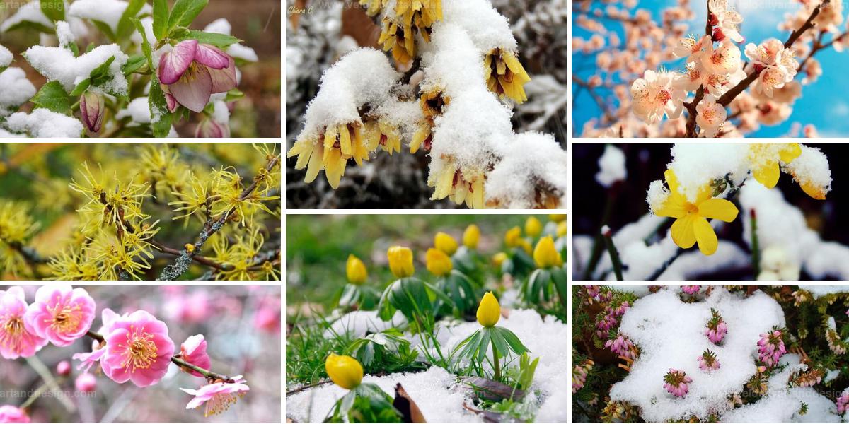 Best Winter Blooming Plants for Garden Color