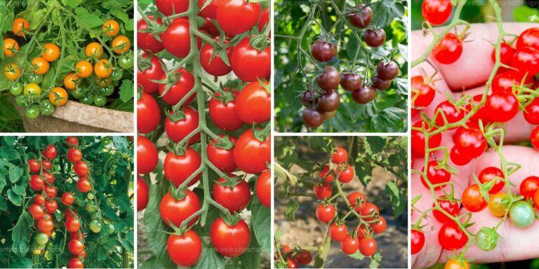 Top Cherry Tomato Varieties