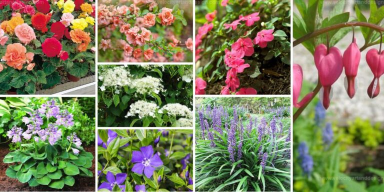 Best Plants For North-Facing Gardens