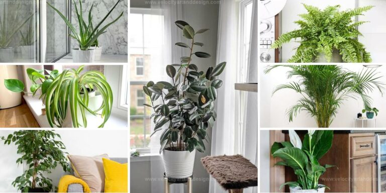 Top Houseplants For Hot Summer Days