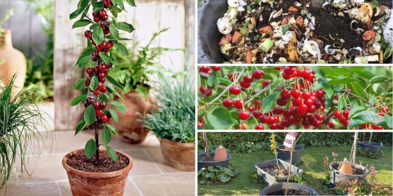 Best Cherry Tree Planting Tips