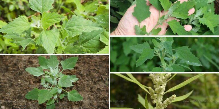 Top Ways Lamb's Quarters Enrich Your Soil and Health